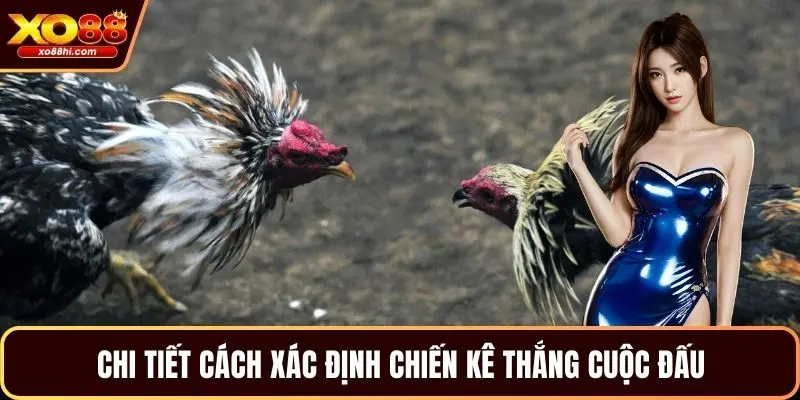 Chi tiết cách xác định chiến kê thắng cuộc đấu