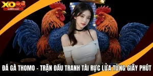 Đá Gà Thomo