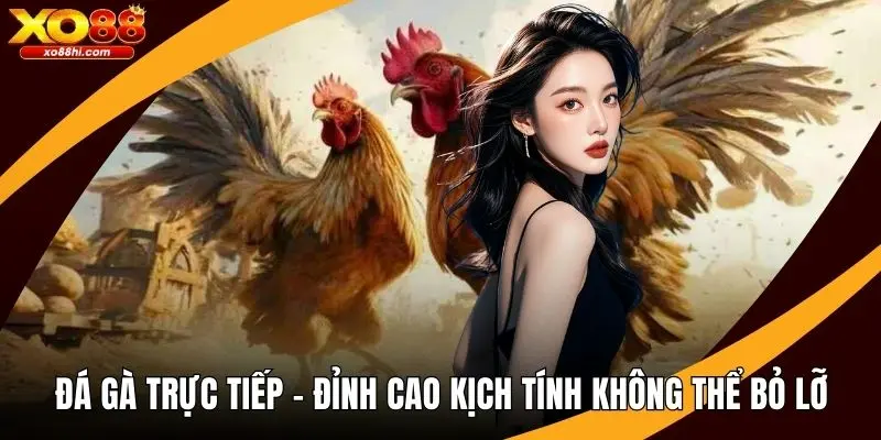 Đá Gà Trực Tiếp