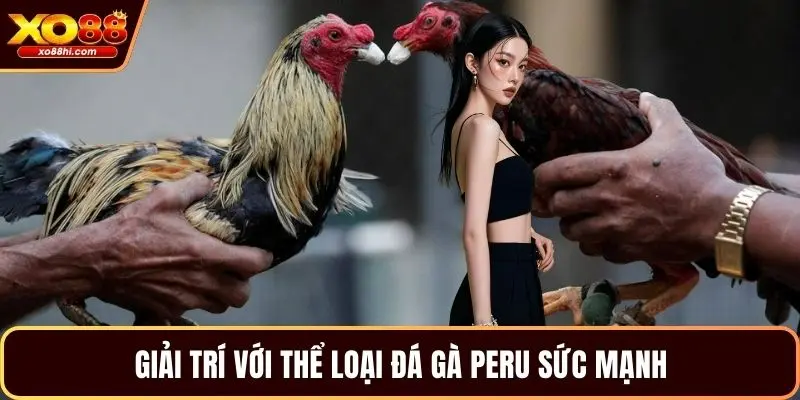 Giải trí với thể loại đá gà Peru sức mạnh