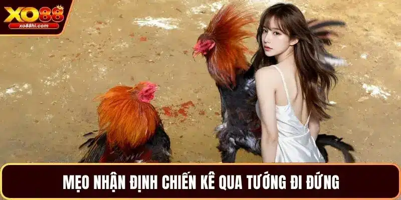 Mẹo nhận định chiến kê qua tướng đi đứng