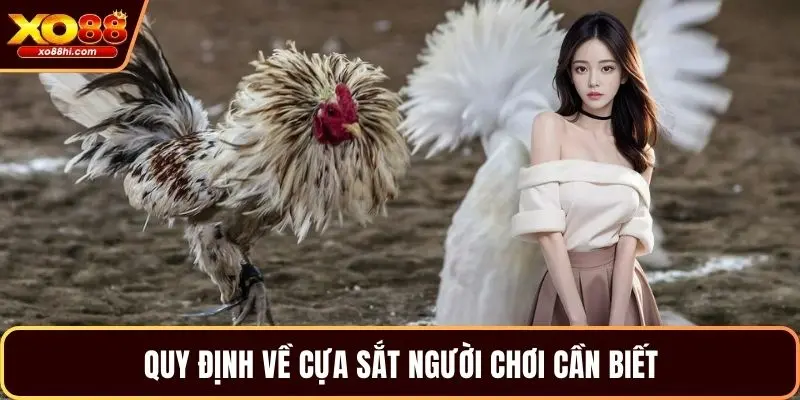 Quy định về cựa sắt người chơi cần biết