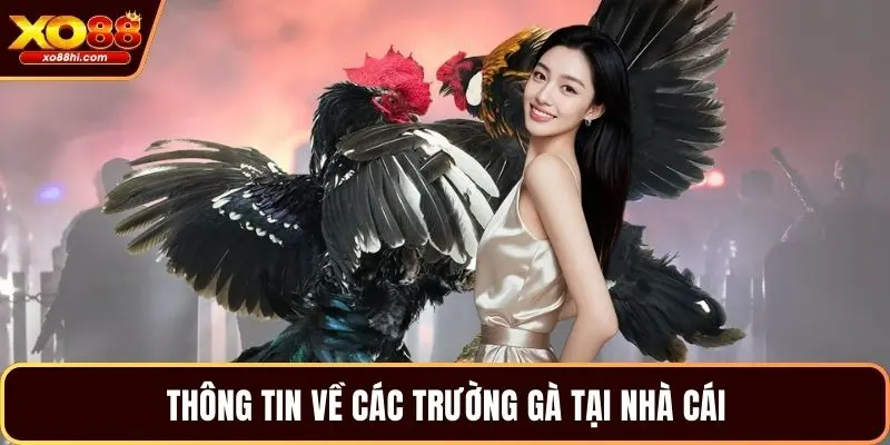 Thông tin về các trường gà tại nhà cái