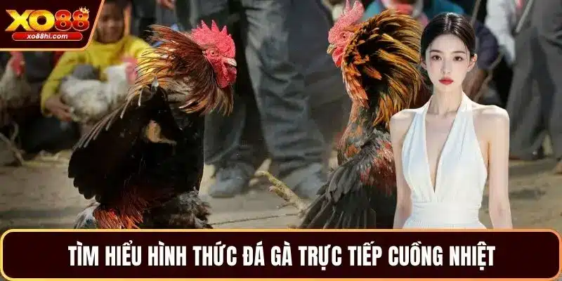 Tìm hiểu hình thức đá gà trực tiếp cuồng nhiệt