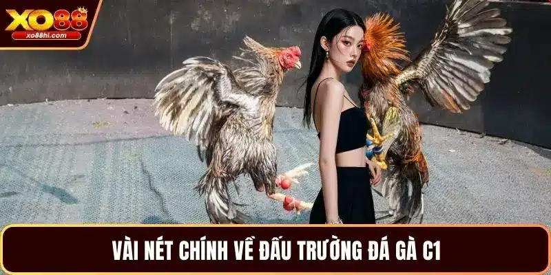 Vài nét chính về đấu trường đá gà C1
